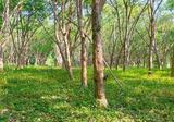 ที่ดินสวนยางพารา วิวเขา อากาศดี ใกล้สนามกอล์ฟ Green Valley จ.ระยอง - DDproperty.com