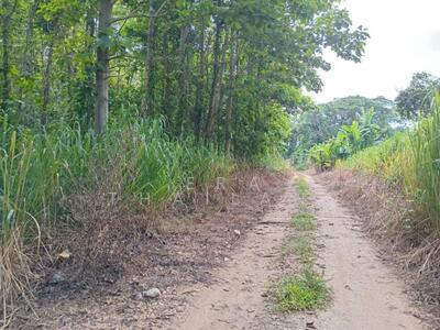 ขาย - ขายที่ดิน 3 งาน 10 ตร.ว. พร้อมสวนไม้สัก แม่สรวย จ.เชียงราย, เชียงราย