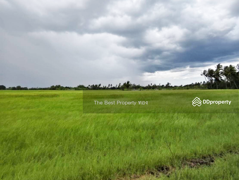 ขาย - ที่ดินอัมพวา สมุทรสงคราม, สมุทรสงคราม