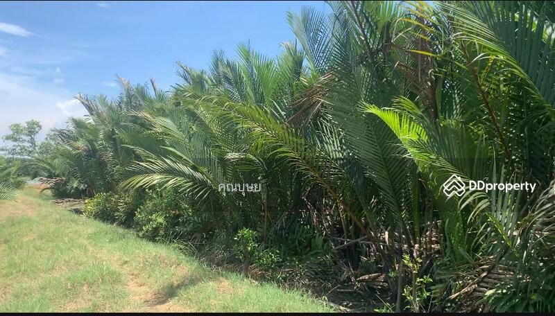 ขาย - Sale : Land Suksawad rd. - Wadsakha Tumbon . LamFahPah, สมุทรปราการ