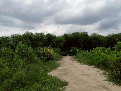 ขาย - ที่ดิน ถ.พระแม่มหาการุณย์ ซ.พระแม่มหาการุณย์10/6/5 ต.บ้านใหม่ อ.ปากเกร็ด จ.นนทบุรี 11120, นนทบุรี