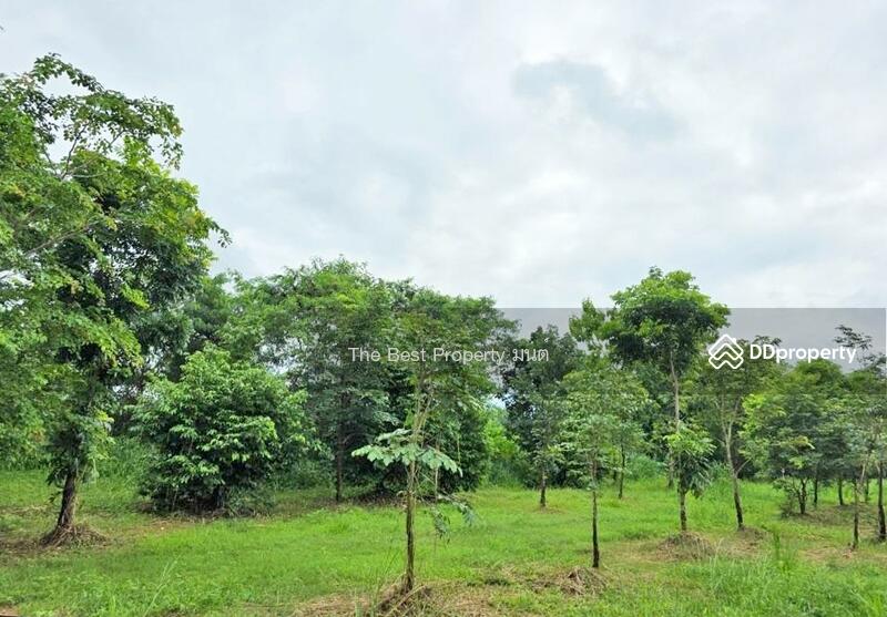 ขาย - ที่ดินแม่แตง เชียงใหม่, เชียงใหม่