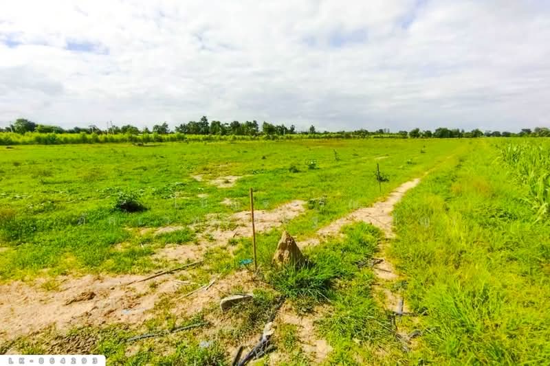 For Sale - LK-864293 Land in Nong Ya Sai, 12 rai 204 sq w, Suphan Buri, near Nong Samrong School, Suphan Buri