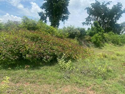 ขาย - ขายที่ดินเปล่า อ.เมือง จ.นครราชสีมา 8ไร่ 2งาน 70ตารางวา ที่สวย ติดทางหลวงแผ่นดินหมายเลข 290, นครราชสีมา