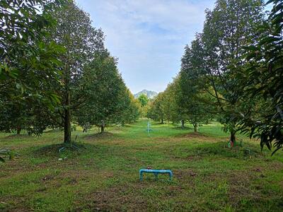 ขาย - ที่ดินสวนผสมทำเลดี ราคาน่าลงทุน เขาวงกต แก่งหางแมว จันทบุรี, จันทบุรี