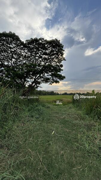 ขาย - ที่ดิน 23 ไร่ เลี่ยงเมืองโคราช-ขอนแก่น, นครราชสีมา