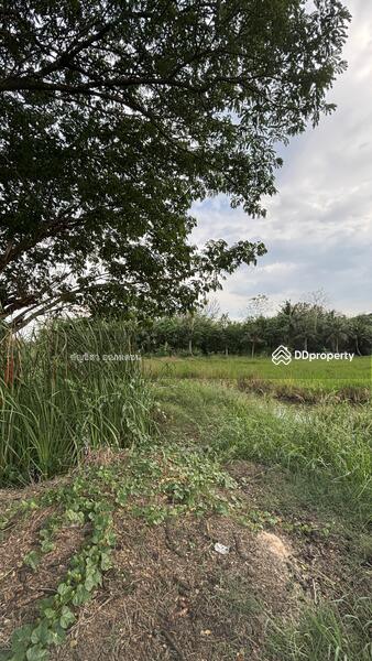 ขาย - ที่ดิน 23 ไร่ เลี่ยงเมืองโคราช-ขอนแก่น, นครราชสีมา