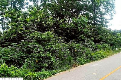 ขาย - YG-934604 ที่ดินสามเงา 4 ไร่ 239.7 ตร.ว. ตาก ใกล้เขื่อนภูมิพล, ตาก