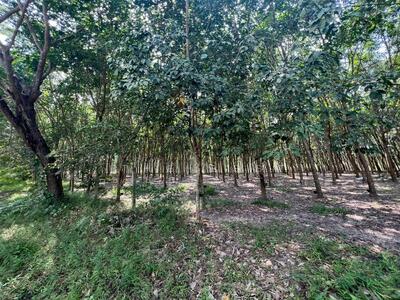 ขาย - ที่ดินภูซาง พะเยา, พะเยา