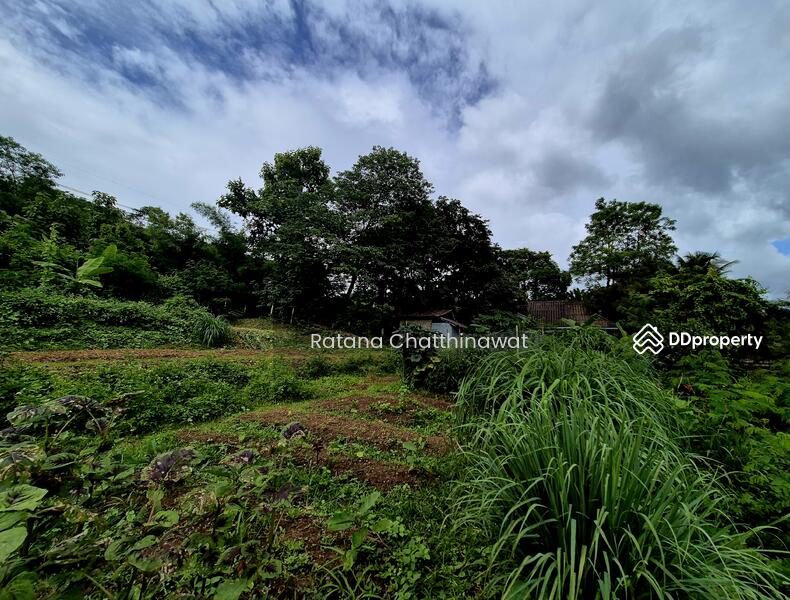 For Rent - Land 1 Rai in Pai for rent 10,000/month, Mae Hong Son