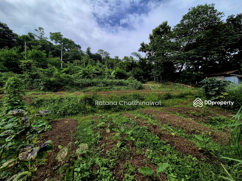 For Rent - Land 1 Rai in Pai for rent 10,000/month, Mae Hong Son