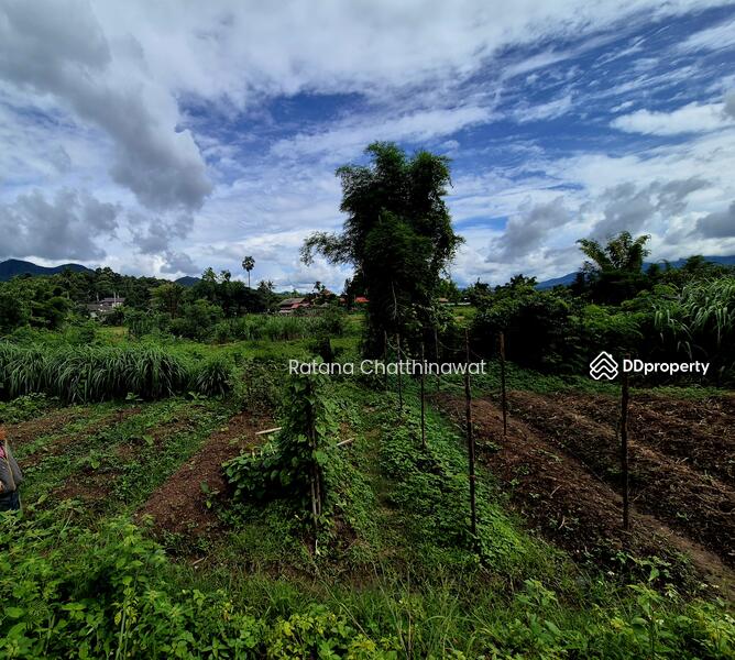 For Rent - Land 1 Rai in Pai for rent 10,000/month, Mae Hong Son