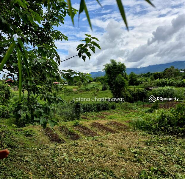 For Rent - Land 1 Rai in Pai for rent 10,000/month, Mae Hong Son