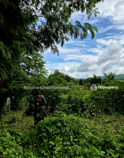 For Rent - Land 1 Rai in Pai for rent 10,000/month, Mae Hong Son
