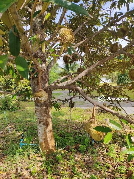 ขาย - ขายที่ดินพร้อมสวนทุเรียน ทำเลดี เดินทางสะดวก ตำบลฉลุง อำเภอเมืองสตูล จังหวัดสตูล, สตูล