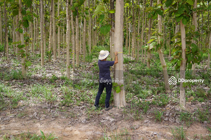 ขนาดต้นสัก