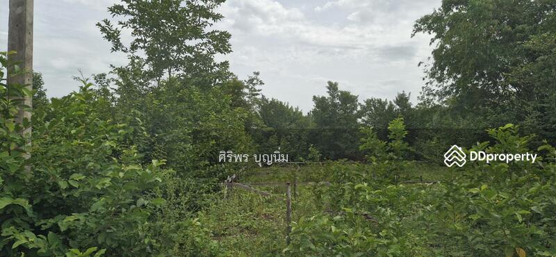 ขาย - ขายที่ดินเปล่าถมแล้ว เนื้อที่ 100 ตารางวา หลังวัดหินกอง อ.เมือง จ.ราชบุรี, ราชบุรี