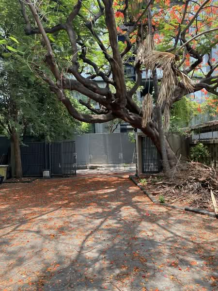 ที่ดิน 556 ตารางวา สุขุมวิท 31 อโศก สุขุมวิท ทองหล่อ วัฒนา ใกล้ BTS ,MRT, Bangkok, สุขุมวิท 31, Khlong Toei, Khlong Toei, Bangkok, , 2,226 sqm, Land For Sale, by วิลาสินี เศรษฐกุล, 60086295 - DDproperty.com