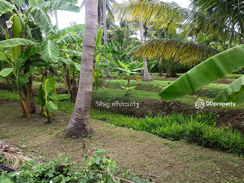 For Sale - -, Samut Songkhram