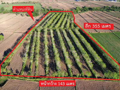 ขาย - ขายที่ดินพร้อมสวนยาง เนื้อที่ 22-3-13 ไร่ ตำบลปังกู อำเภอประโคนชัย จังหวัดบุรีรัมย์ KRAM56014, บุรีรัมย์