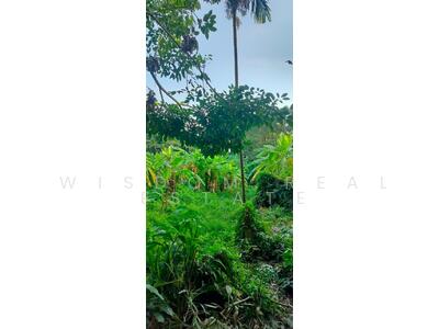 ขาย - ที่ดิน 3 ไร่กว่า ถ.สมเด็จพระเจ้าตากสิน ใกล้บิ๊กซี ดาวคะนอง / เดอะมอลล์ ท่าพระ, กรุงเทพ