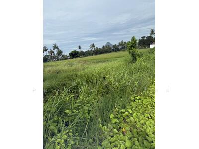 ขาย - ที่ดินเขาย้อย เพชรบุรี, เพชรบุรี