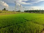 ที่ดินชุมแสง นครสวรรค์, นครสวรรค์