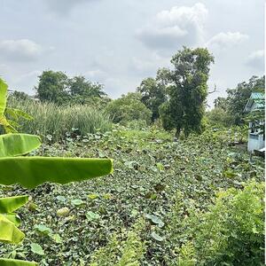 ขาย - ถนนคลองหลวง, ปทุมธานี