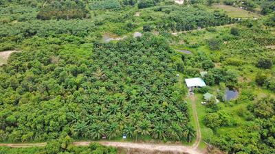 ขาย - ที่ดินเนินหอม ปราจีนบุรี, ปราจีนบุรี