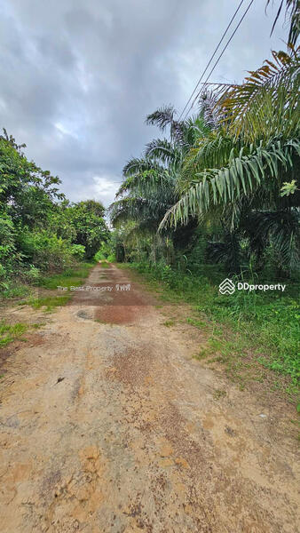 ขาย - ที่ดินเนินหอม ปราจีนบุรี, ปราจีนบุรี