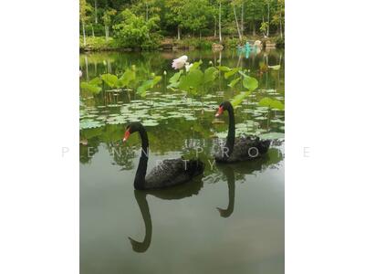 ขาย - Swan Lake Residences Khao Yai : สวอนเลค เรสซิเดนท์ เขาใหญ่, นครราชสีมา