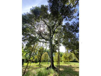 ขาย - ต.สองพี่น้อง อ.ท่าใหม่ จ.จันทบุรี, จันทบุรี