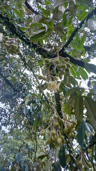 ขาย - ต.สองพี่น้อง อ.ท่าใหม่ จ.จันทบุรี, จันทบุรี