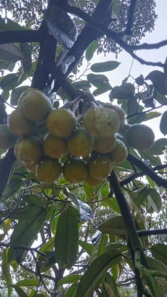 ขาย - ต.สองพี่น้อง อ.ท่าใหม่ จ.จันทบุรี, จันทบุรี