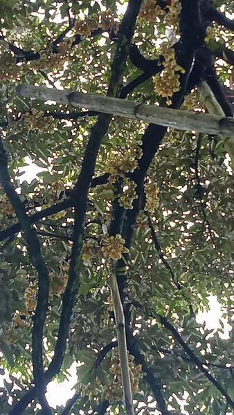 ขาย - ต.สองพี่น้อง อ.ท่าใหม่ จ.จันทบุรี, จันทบุรี