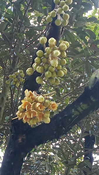 ขาย - ต.สองพี่น้อง อ.ท่าใหม่ จ.จันทบุรี, จันทบุรี