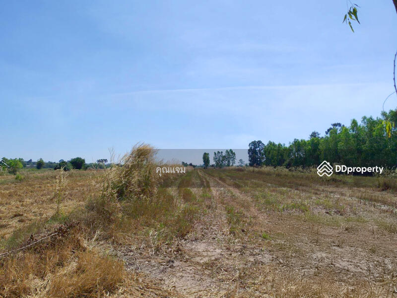 For Sale - ที่ดินว่างเปล่ากาฬสินธุ์, Kalasin