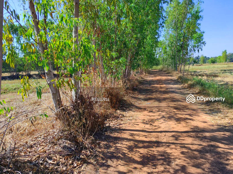 ขาย - ที่ดินว่างเปล่ากาฬสินธุ์, กาฬสินธุ์
