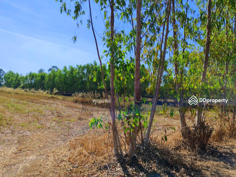 ขาย - ที่ดินว่างเปล่ากาฬสินธุ์, กาฬสินธุ์