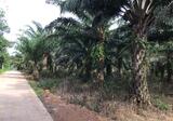 80454 - ขายที่ดิน 25 ไร่ อ.กบินทร์บุรี จ.ปราจีนบุรี - DDproperty.com