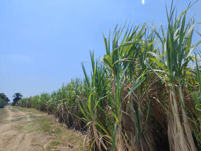 ขาย - ที่ดินว่างเปล่ากาญจนบุรี, กาญจนบุรี