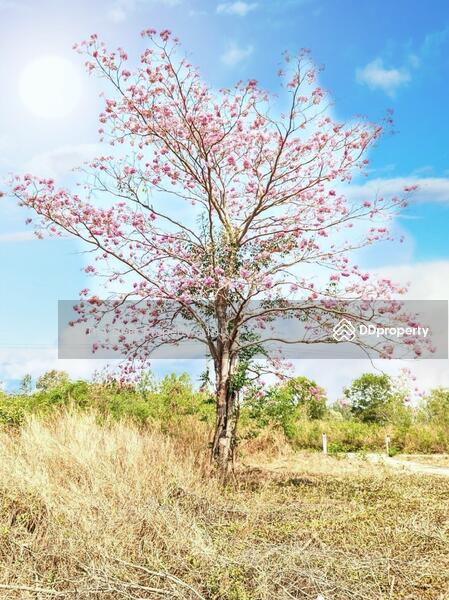 For Sale - โครงการเวลเนสซิตี้ บางไทร, Phra Nakhon Si Ayutthaya