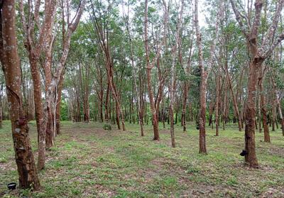 ขาย - ที่ดินบ้านม่วง สกลนคร, สกลนคร