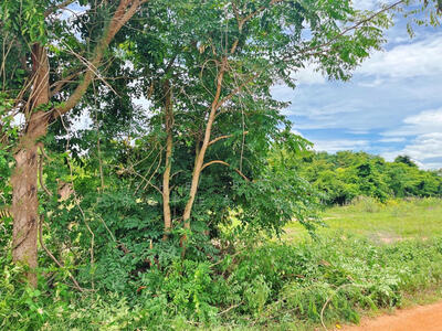ขาย - ที่ดินหนองขาหย่าง อุทัยธานี, อุทัยธานี