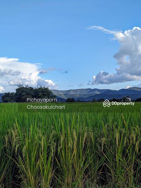 ขาย - 50220, เชียงใหม่