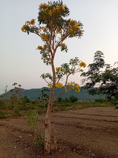 ที่ดินโฉนด ครุฑแดง กาญจนบุรี แค่ไร่ละ4แสน5 2ไร่แถม2ไร่ แค่1ชม.กว่าจากกรุงเทพ เชิงเขา ติดห้วย น้ำไฟพร, กาญจนบุรี, บ้านใหม่, ท่าม่วง, กาญจนบุรี, 2,800 ตร.ม., ที่ดิน ขาย, โดย บูม บูม, 60112033 - DDproperty.com