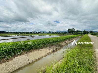 ขาย - ที่ดินราคาถูก อ. เวียงป่าเป้า จ.เชียงราย พื้นที่ 2-2-63 ตร.ว. ขายเพียง 1 ล้านถ้วน, เชียงราย