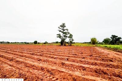 ขาย - DD-944676 ที่ดินโนนสะอาด 26 ไร่ 18 ตร.ว.อุดรธานี ใกล้ที่ว่าการอำเภอโนนสะอาด, อุดรธานี