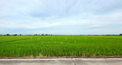 ขาย - ที่ดินเปล่า 6-1-89 ไร่ คลองนิยมยาตรา บางบ่อ สมุทรปราการ, สมุทรปราการ