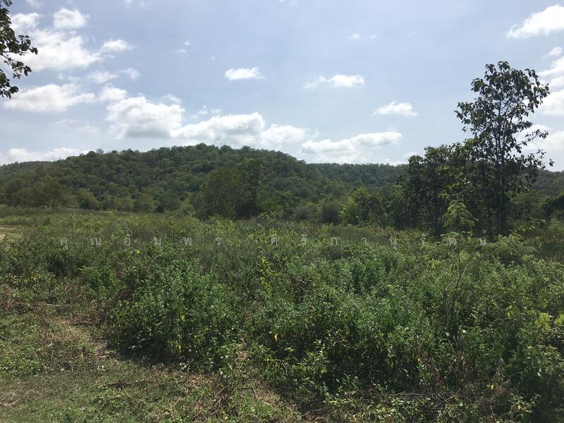 ทีดิน 13ไร่ ตรงข้าม BIG BOOM FARM ซอยหนองไผ่ หัวหิน น่าลงทุน, ประจวบคีรีขันธ์, 1049, หินเหล็กไฟ, หัวหิน, ประจวบคีรีขันธ์, 21,196 ตร.ม., ที่ดิน ขาย, โดย คุณอัมพร ศิริภานุรัตน์, 60116979 - DDproperty.com